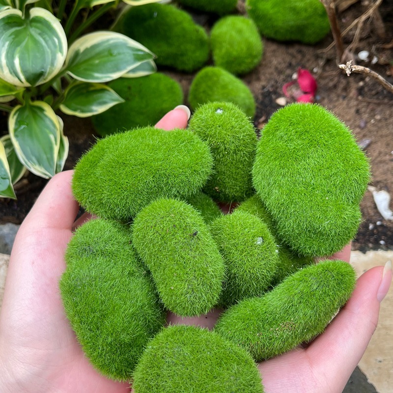 5/30pcs Simulation Moss Stone  - Terrarium Moss Art ulasan dan harga