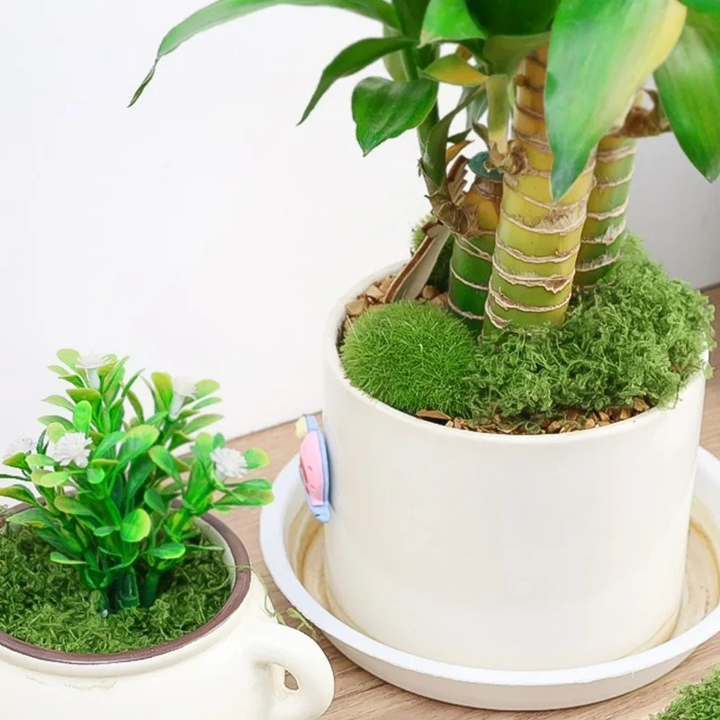 30/300G Artificial Realistic M - Terrarium Moss Art ulasan dan harga