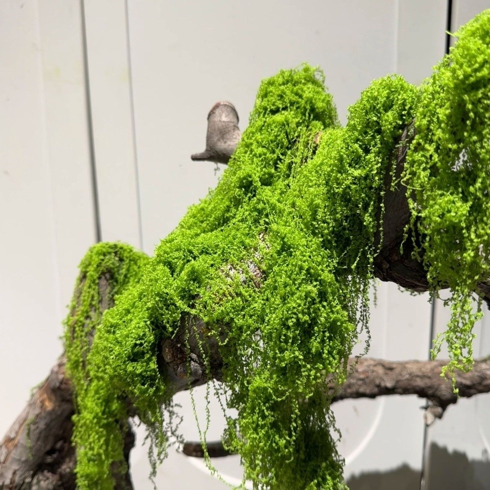 Polyester Artificial Moss Plan - Terrarium Moss Art ulasan dan harga